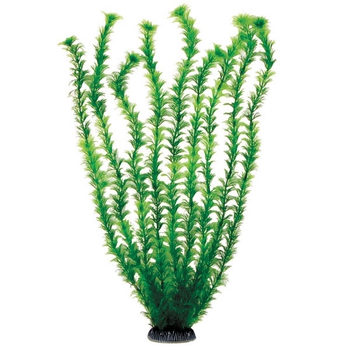 Растение Амбулия зеленая, 500мм