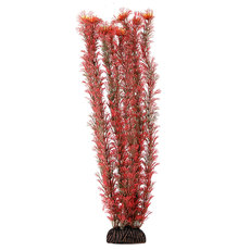 Растение Амбулия красная, 400мм