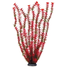 Растение Амбулия красная, 500мм