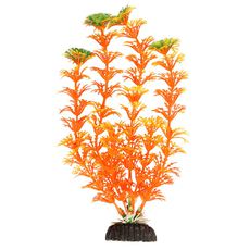Растение Амбулия оранжевая, 200мм