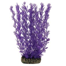 Растение Аммания фиолетовая, 200мм