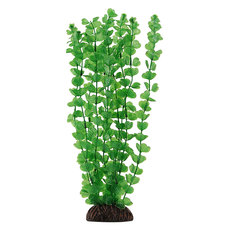 Растение Бакопа зеленая, 100мм