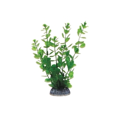 Растение Бакопа зеленая, 200мм