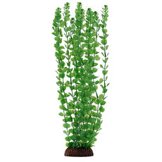 Растение Бакопа зеленая, 400мм