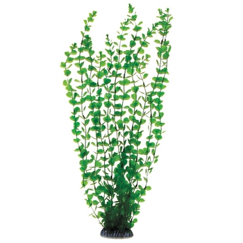 Растение Бакопа зеленая, 500мм