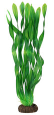 Растение Валлиснерия зеленая, 350мм