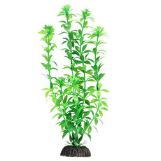 Растение Гемиантус зеленый, 200мм