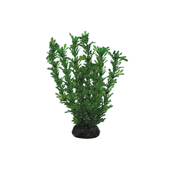 Растение Лигодиум зеленый, 200мм