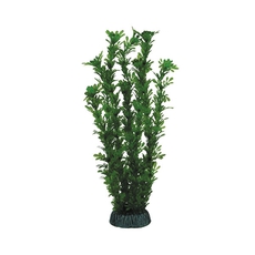 Растение Лигодиум зеленый, 300мм