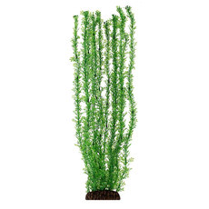 Растение Лигодиум зеленый, 500мм