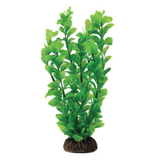 Растение Людвигия зеленая, 100мм