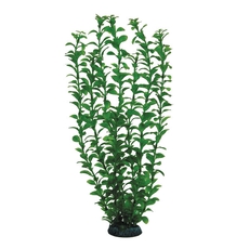 Растение Людвигия зеленая, 400мм