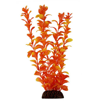 Растение Людвигия оранжевая, 550мм