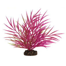 Растение Хакия розовая, 200мм