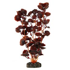 Растение Щитолистник коричневый, 250мм