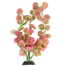 Растение Щитолистник  розово-зеленый, 200мм