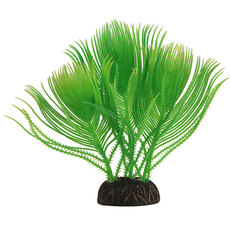 Растение Эгерия зеленая, 150мм