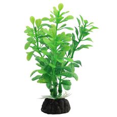 Растение Альтернантера зеленая, 100мм