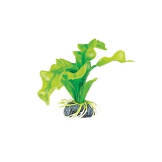 Растение Апоногетон зеленый, 100мм