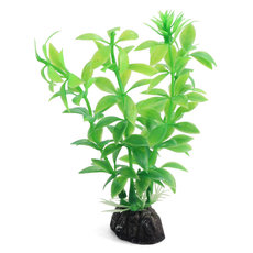 Растение Гемиантус зеленый, 100мм