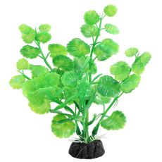Растение Щитолистни зеленый, 100мм