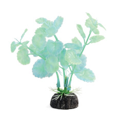 Растение светящееся Щитолистник зеленый, 100мм, (пакет)