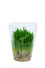 Oxo03982 1