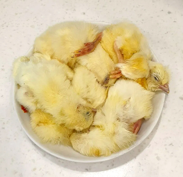 Замороженные суточные цыплята 5 кг, 10 кг